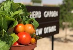 Salalah Rotana Oman debuts organic garden
